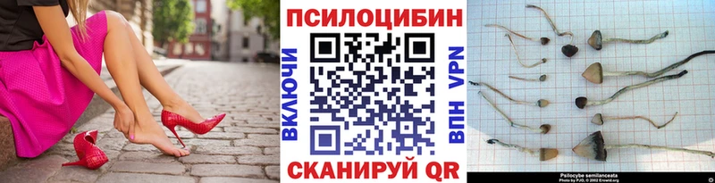Галлюциногенные грибы Psilocybe  Сурск 